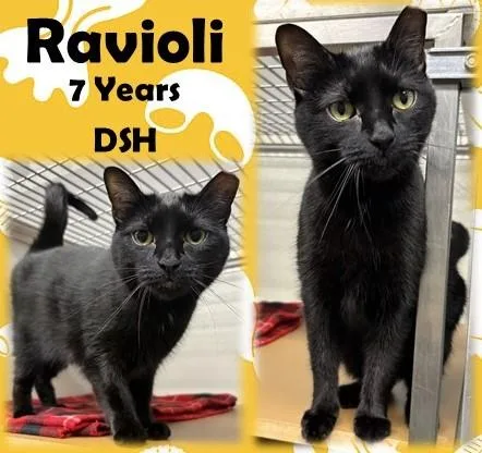 An adult medium-sized female Black Domestic Short Hair cat named Ravioli for adoption in Franklin, IN