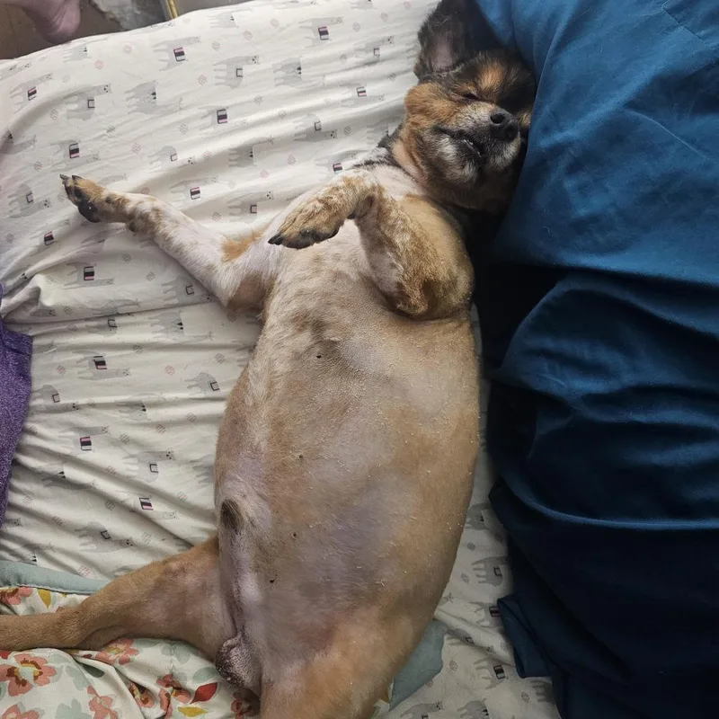 An adult medium-sized male Brown / Chocolate Pomeranian dog named Neno for adoption in York, PA