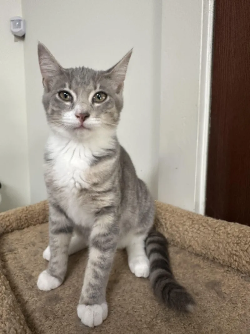 A baby small-sized female Tabby (Gray / Blue / Silver) Tabby cat named Lulu for adoption in Lawrenceville, GA