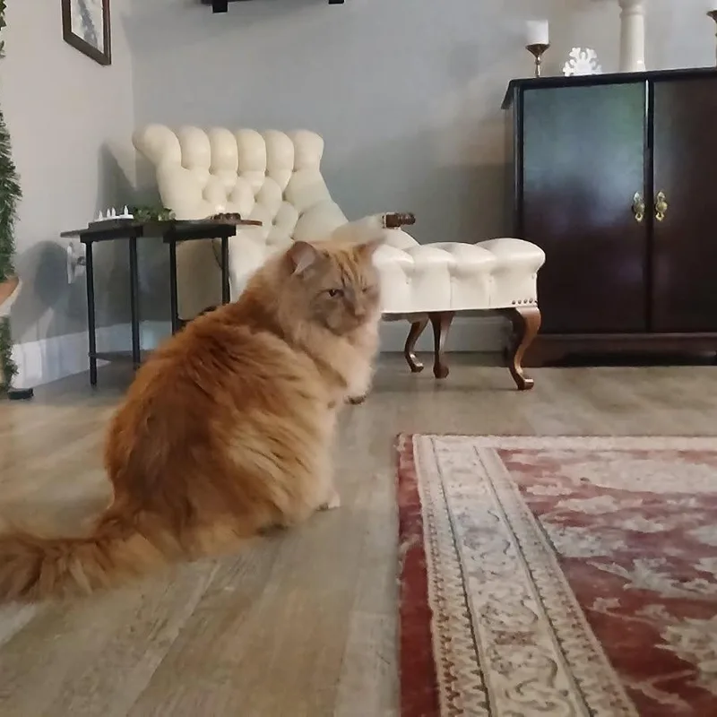 A senior large-sized male Orange / Red Maine Coon cat named Cheese for adoption in Rockford, MI