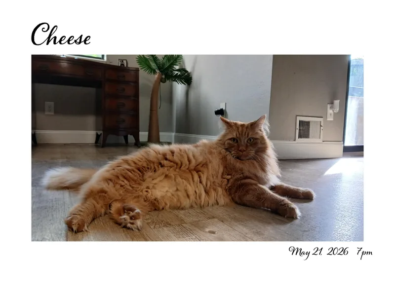 Cheese thumbnail 2