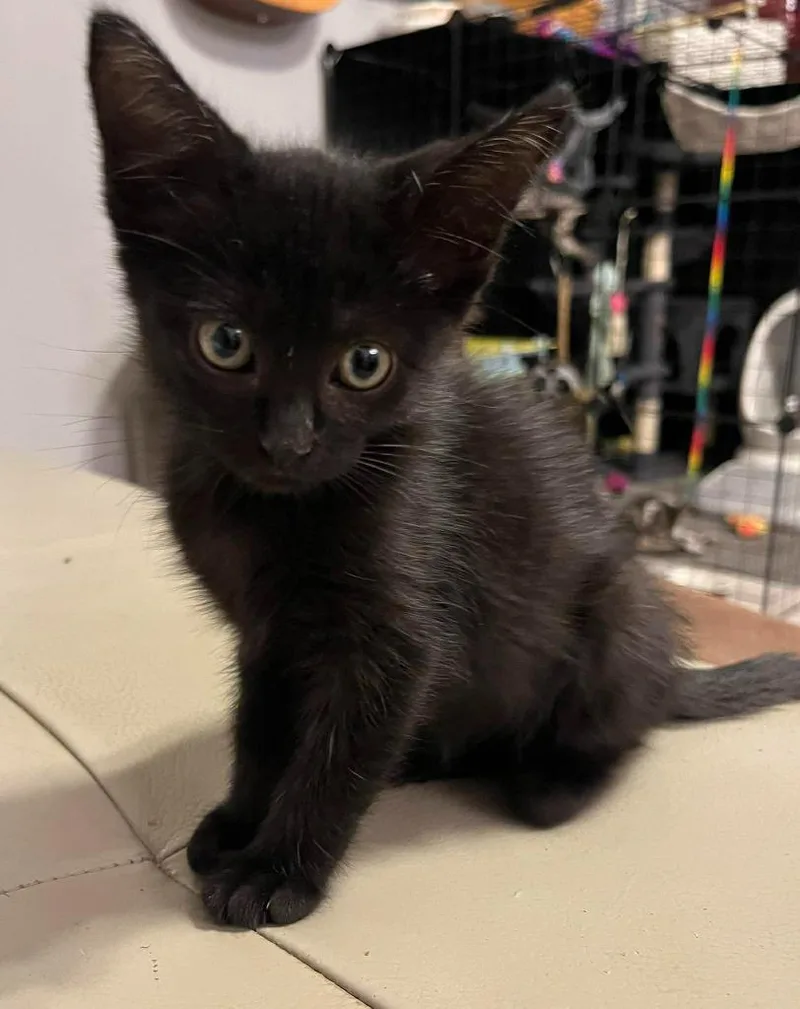 A baby small-sized female Domestic Short Hair cat named Panther for adoption in Sebastian, FL
