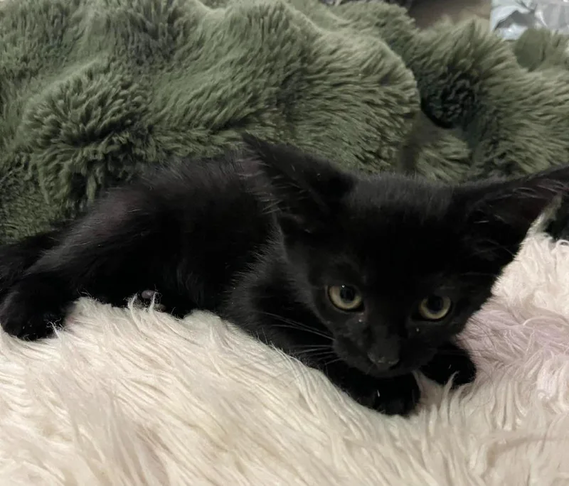 Panther thumbnail 3