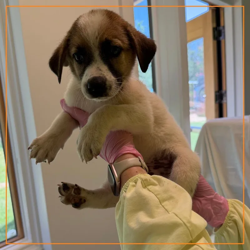 A baby medium-sized male Mixed Breed dog named Yorkshire Pudding for adoption in Austin, TX