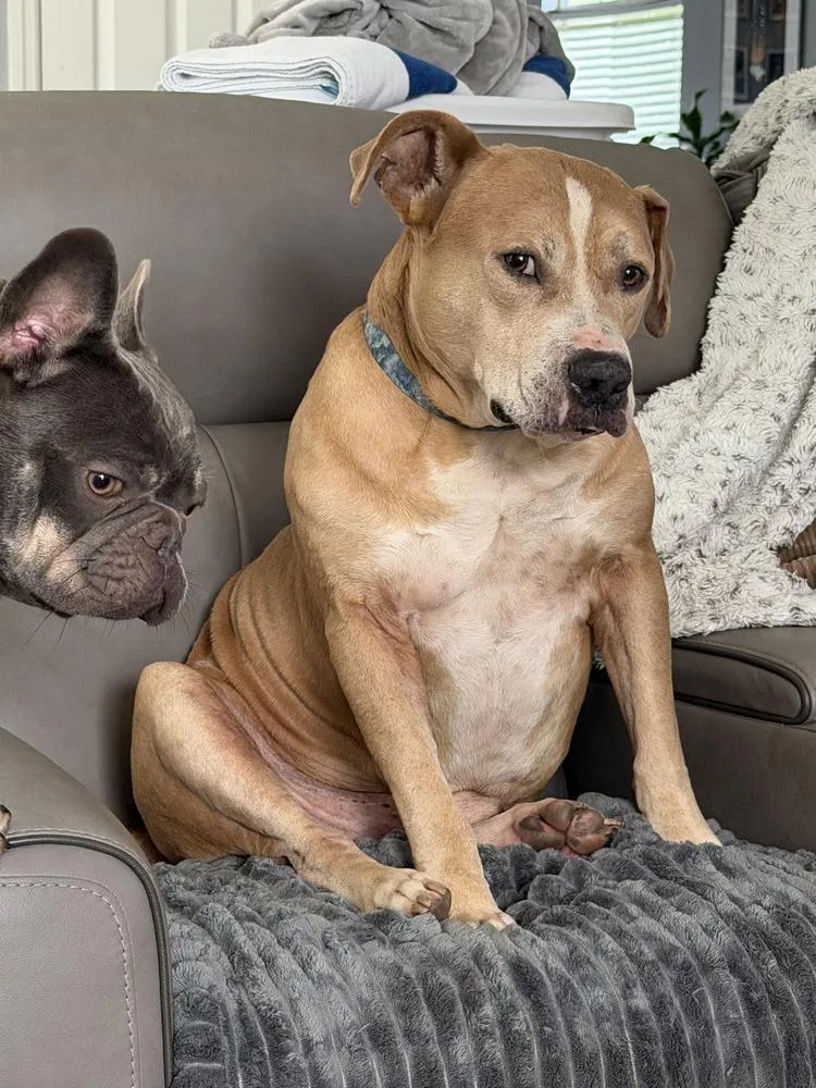 A senior medium-sized male Tricolor (Brown, Black, & White) American Bulldog dog named Monty for adoption in Lakeland, FL