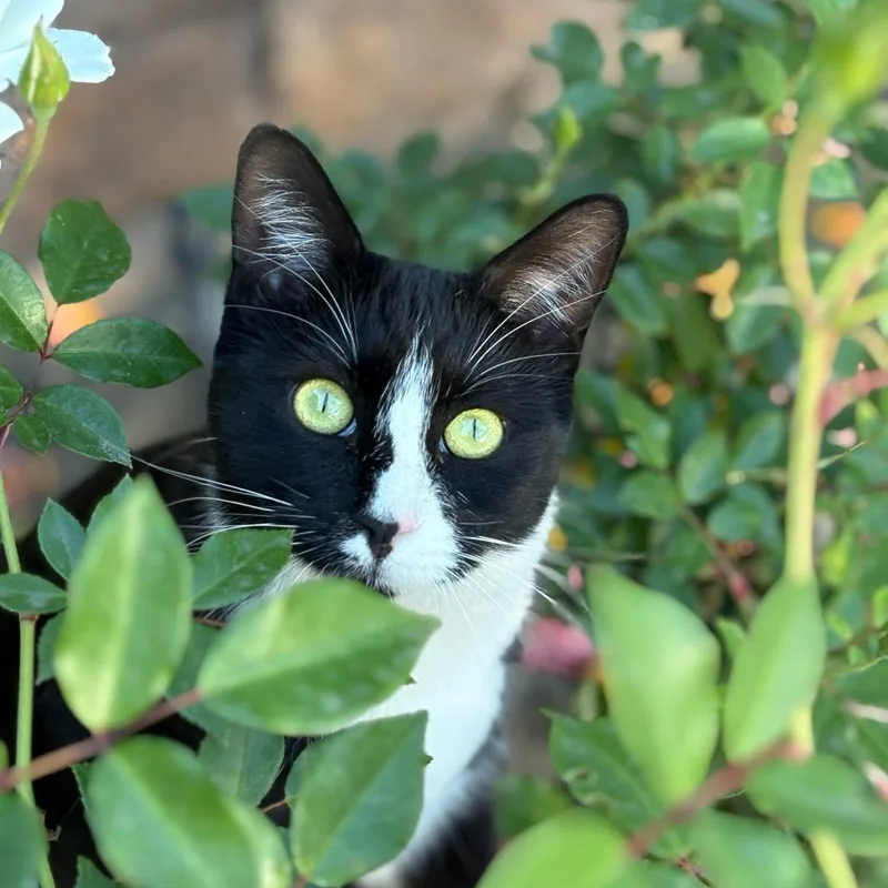 An adult small-sized female Black Domestic Short Hair cat named Dot for adoption in Los Angeles, CA