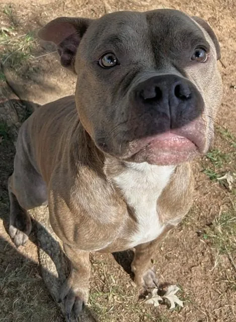 An adult large-sized male Pit Bull Terrier dog named Benson for adoption in Appling, GA