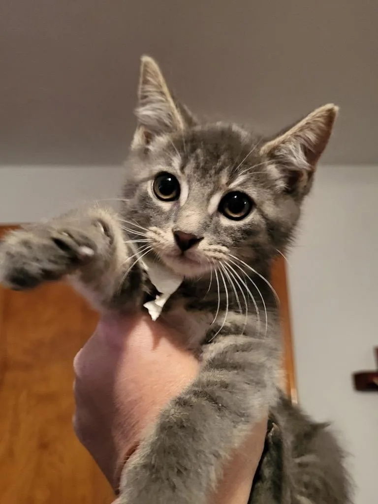 A baby small-sized male Domestic Short Hair cat named Louis for adoption in Wintersville, OH