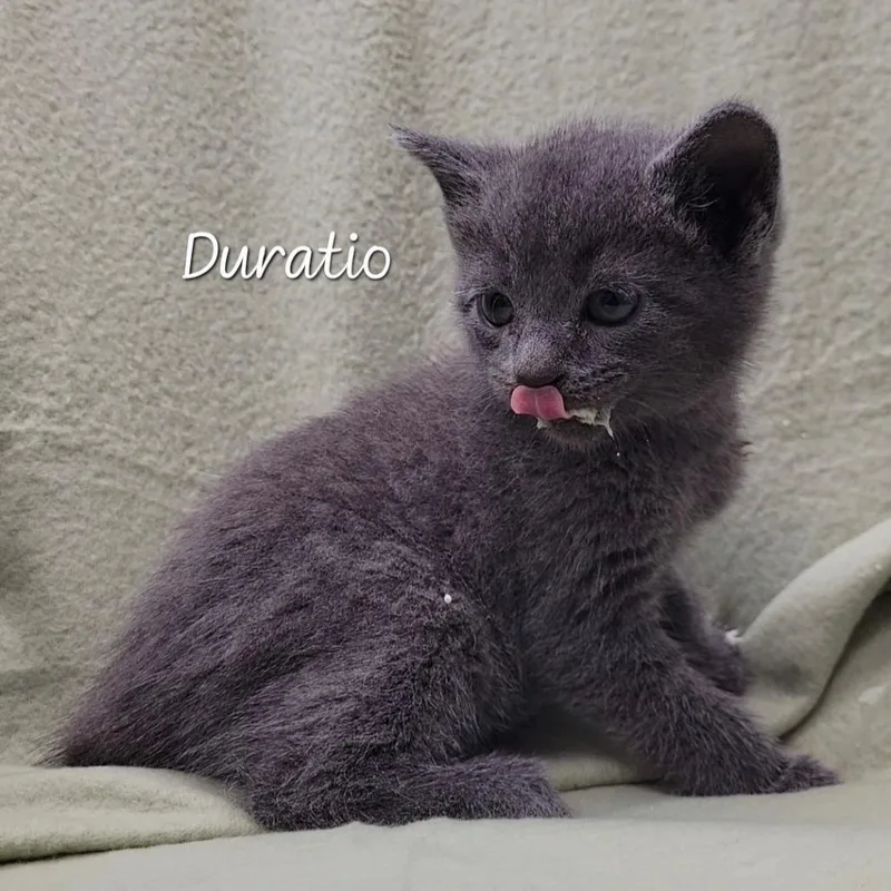 A baby small-sized male Gray / Blue / Silver Domestic Short Hair cat named Duratio for adoption in Parkersburg, WV