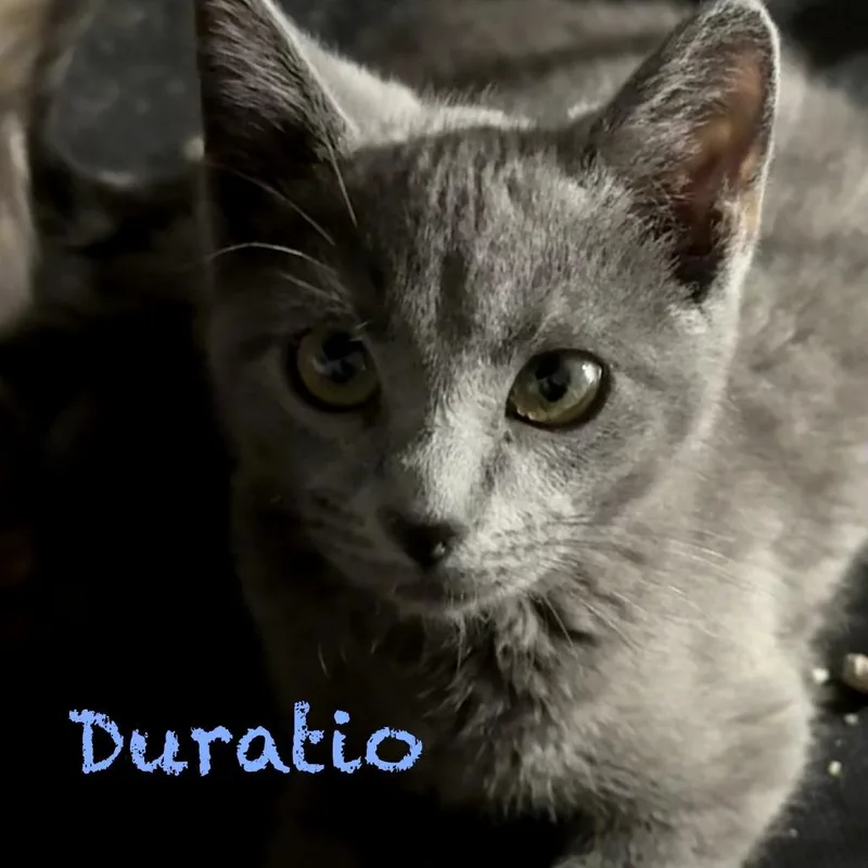 Duratio thumbnail 2