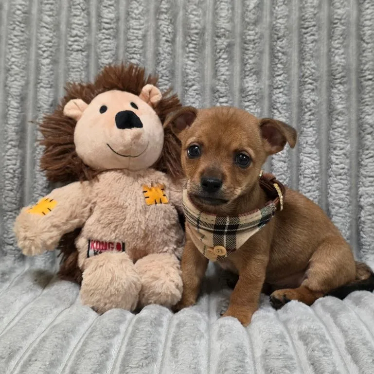 A baby small-sized male Chihuahua dog named Homer for adoption in Phenix City, AL