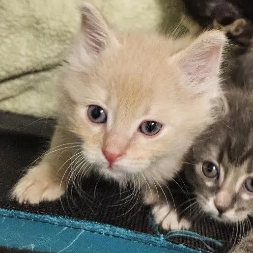 A baby small-sized male Domestic Short Hair cat named Blockbuster for adoption in Eureka Springs, AR