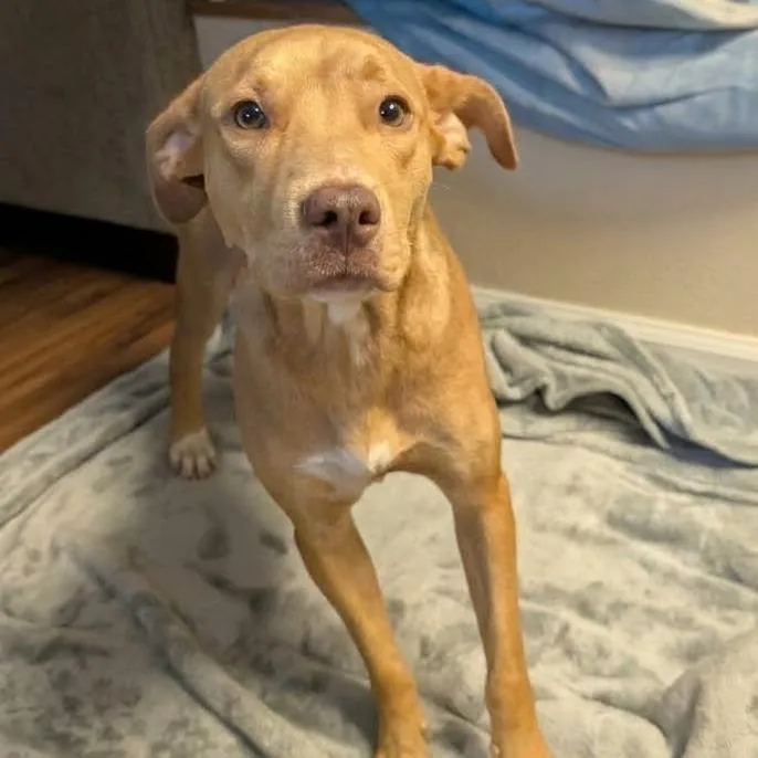 An adult medium-sized female Pit Bull Terrier dog named Nova for adoption in Jefferson city, TN