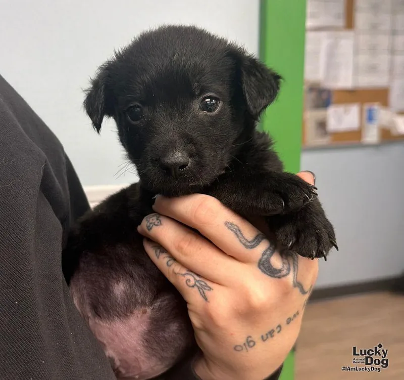 A baby medium-sized male Labrador Retriever dog named Hudson for adoption in Washington, DC