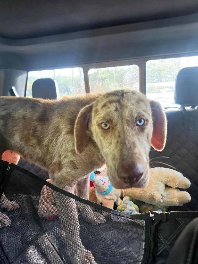 A baby large-sized female Catahoula Leopard Dog dog named Angelica for adoption in Waynesville, GA
