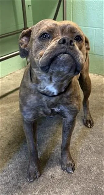 A young medium-sized female Pit Bull Terrier dog named Fiona for adoption in Sacramento, CA