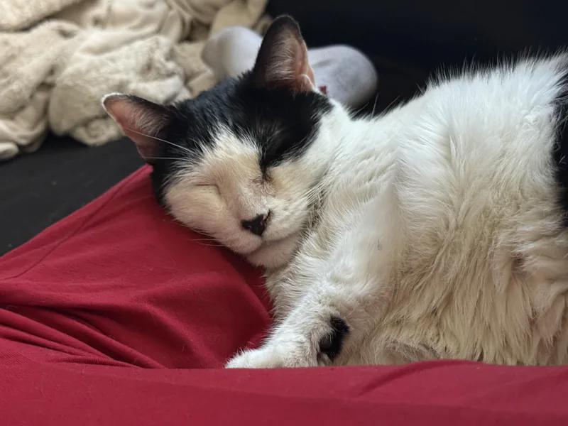 An adult medium-sized female American Shorthair cat named Lovely Lotti  Lost for adoption in New York, NY