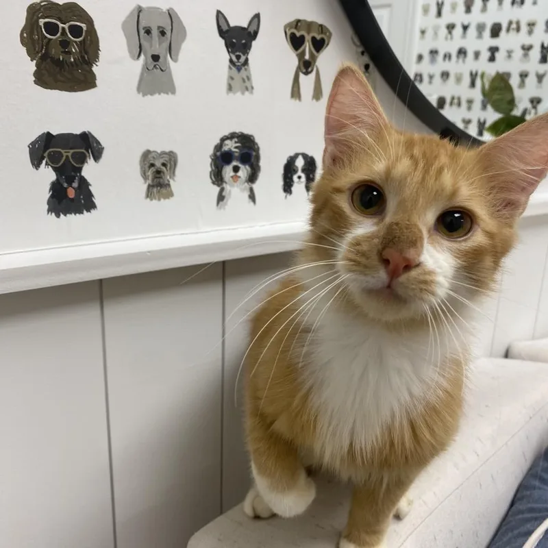 A young medium-sized male Orange / Red Domestic Medium Hair cat named Pumpkin for adoption in Chesapeake, VA