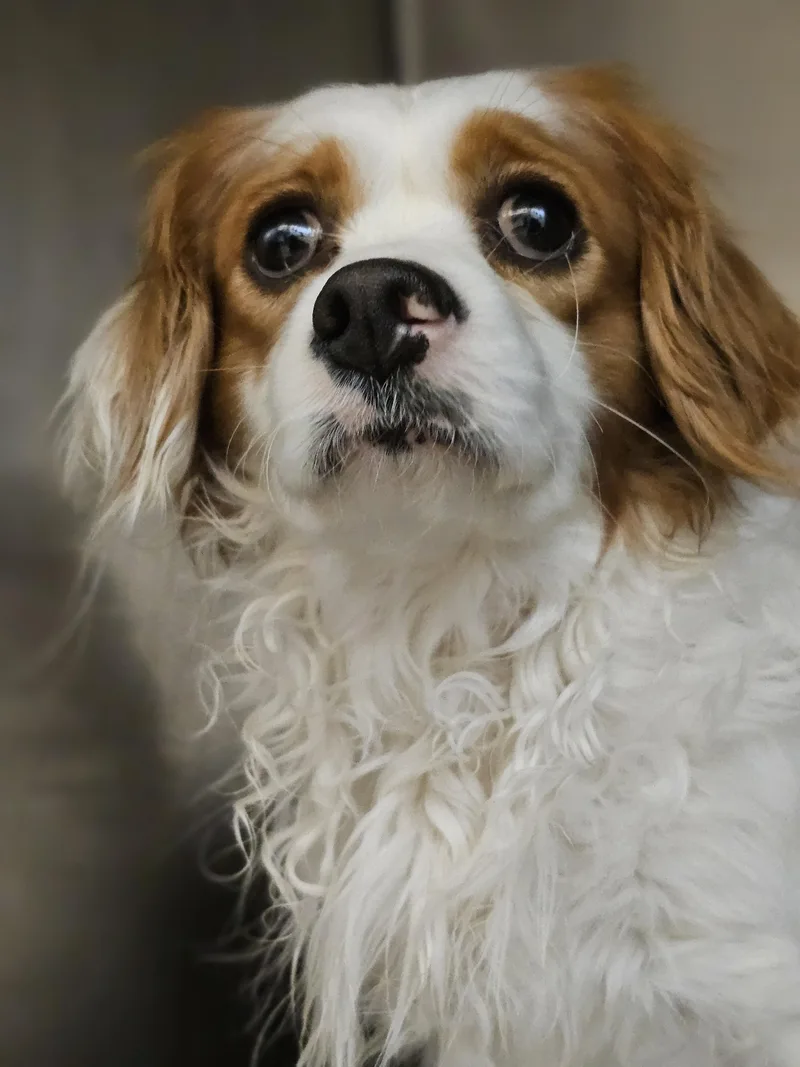 Franklin So Il thumbnail 4