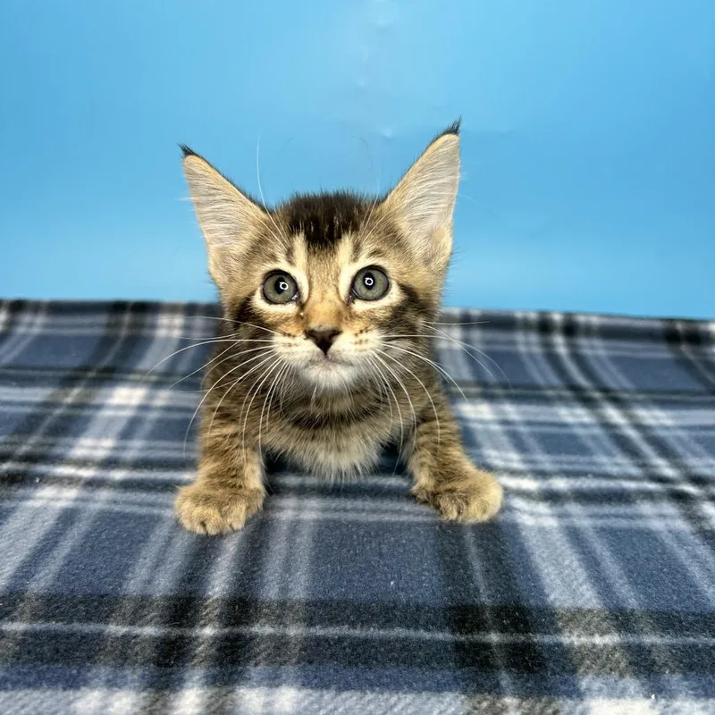 A baby small-sized female Brown / Chocolate Domestic Short Hair cat named Cherry for adoption in San Antonio, TX