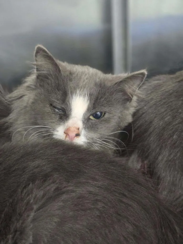 A baby medium-sized female Domestic Medium Hair cat named Esme for adoption in Danielsville, GA