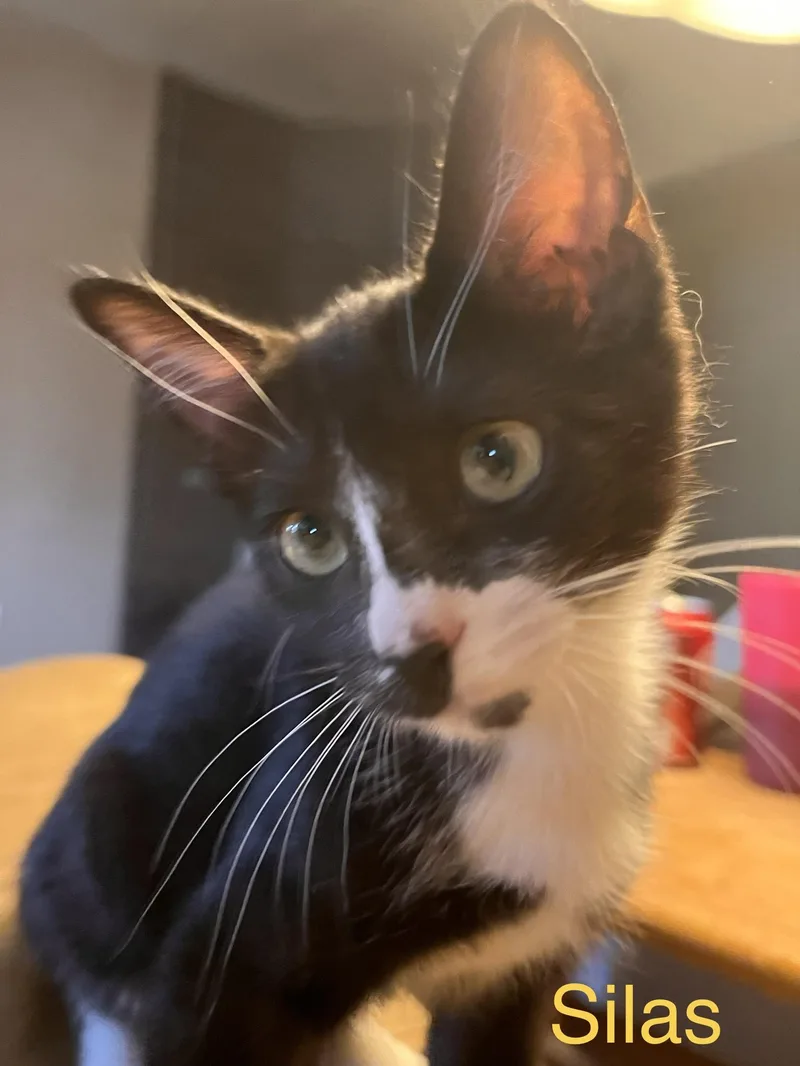 A baby medium-sized male American Shorthair cat named Silas for adoption in Moreno Valley, CA