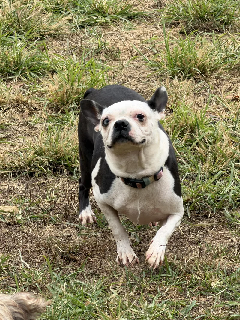 An adult small-sized female Black Boston Terrier dog named Bailey for adoption in Zanesville, OH