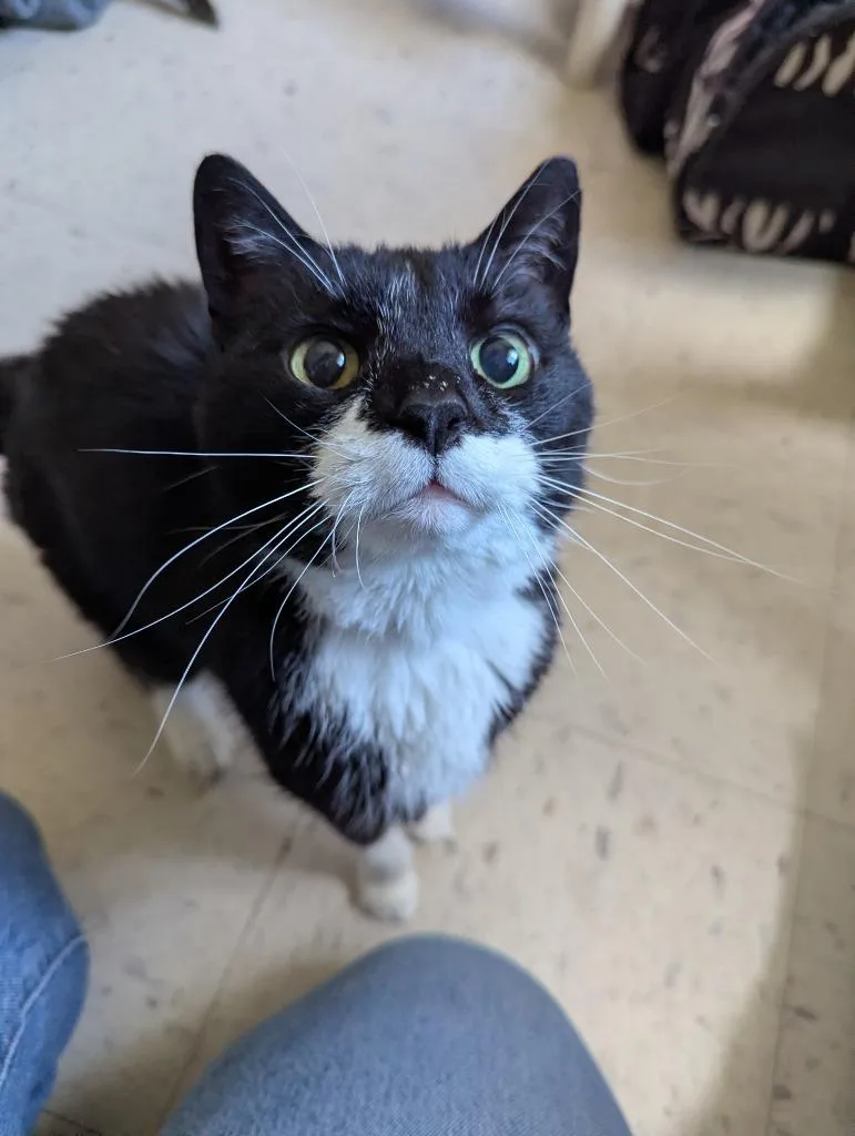 A senior small-sized female Domestic Short Hair cat named Kiara for adoption in Barron, WI