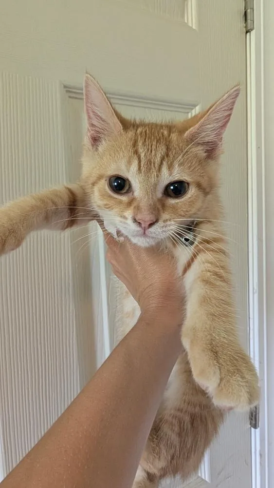 A baby small-sized female Domestic Short Hair cat named Daisy for adoption in Plymouth, MI