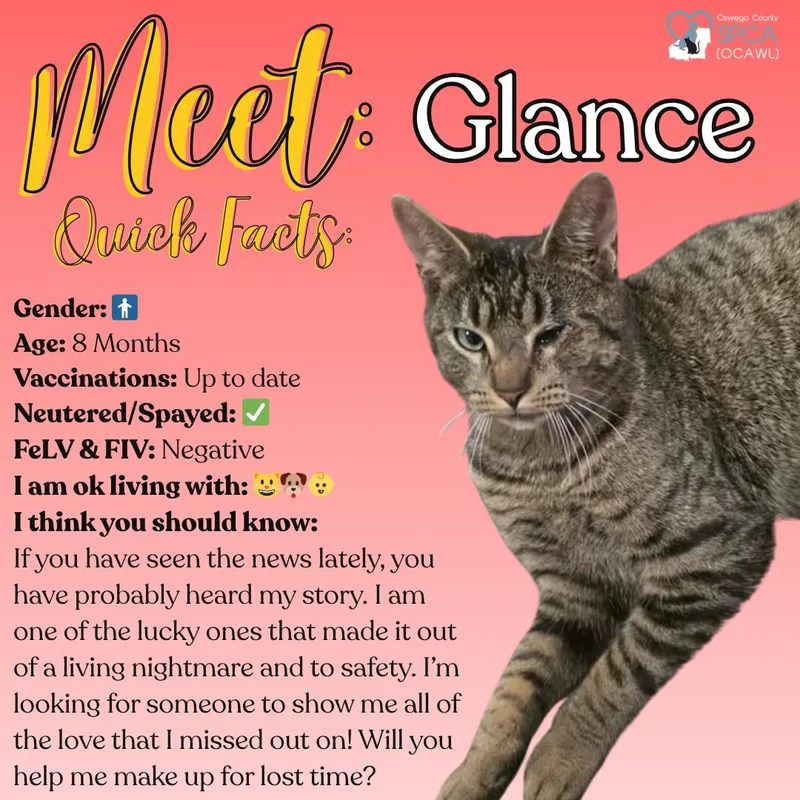 A young medium-sized male Domestic Short Hair cat named Glance for adoption in Fulton, NY