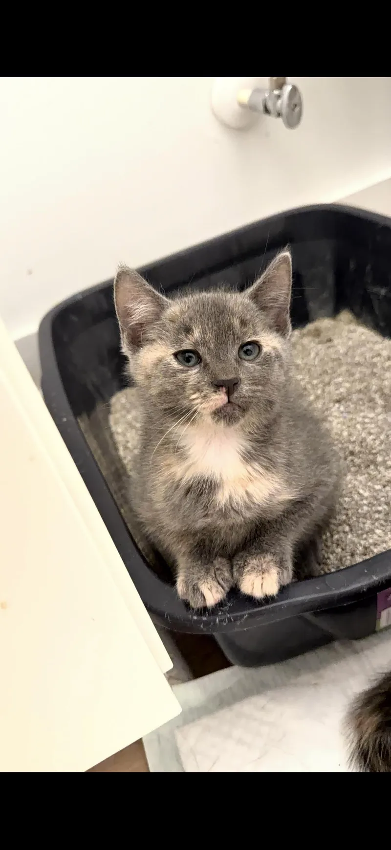 A baby medium-sized female Dilute Tortoiseshell Domestic Short Hair cat named Nicole for adoption in Wilmington, NC