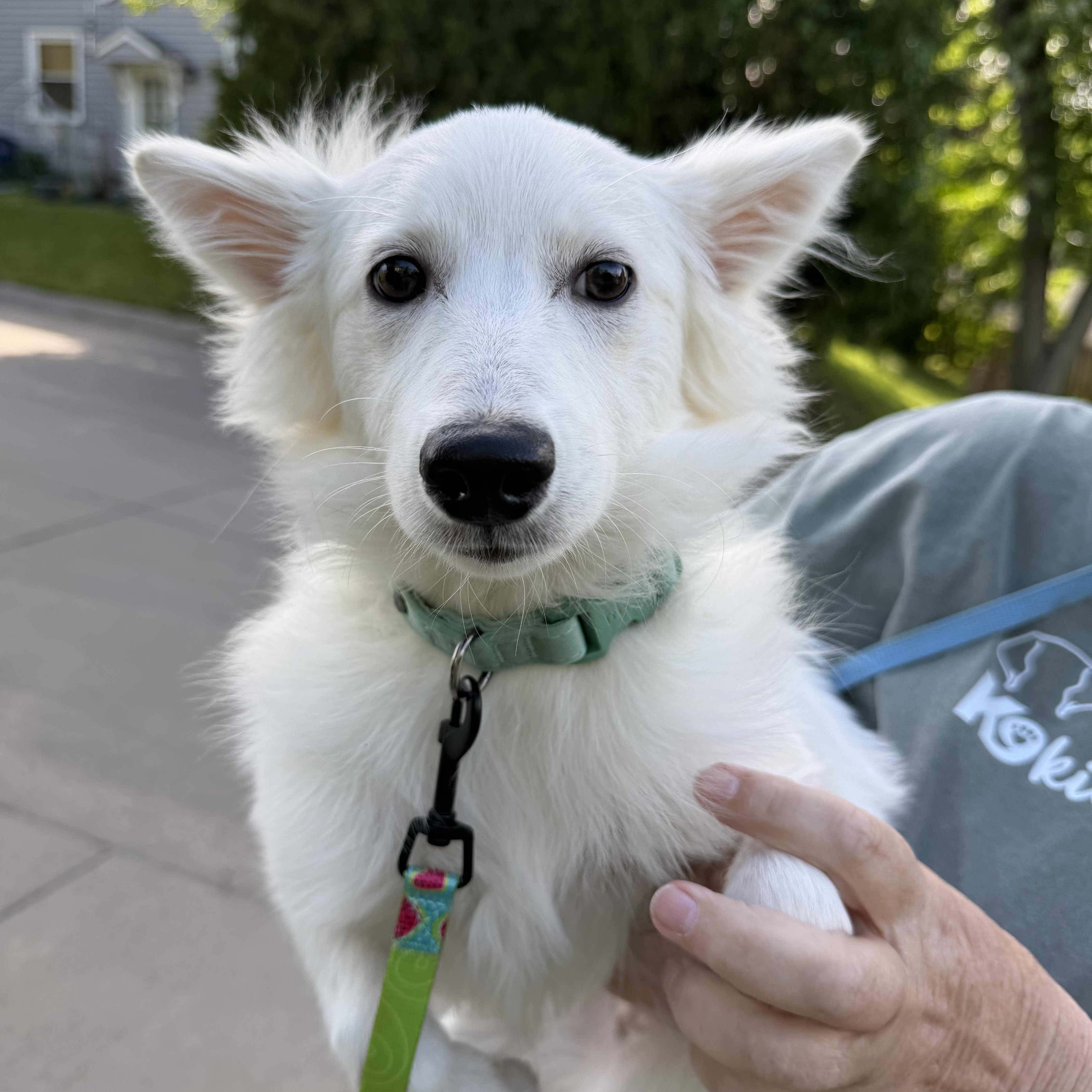 A baby small-sized female American Eskimo Dog dog named Katarina for adoption in Bettendorf, IA