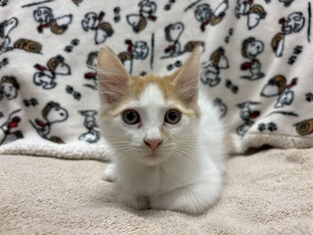 Hamlet