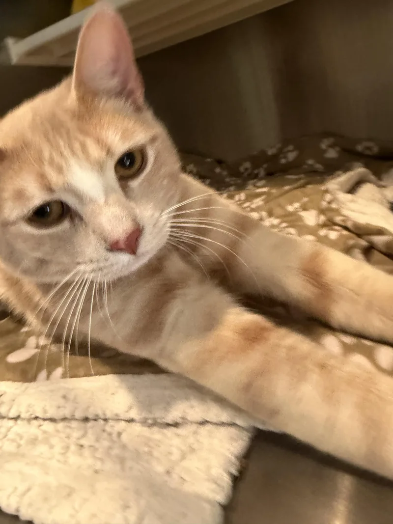 A young medium-sized male Cream / Ivory Domestic Short Hair cat named Tomato for adoption in Southold, NY