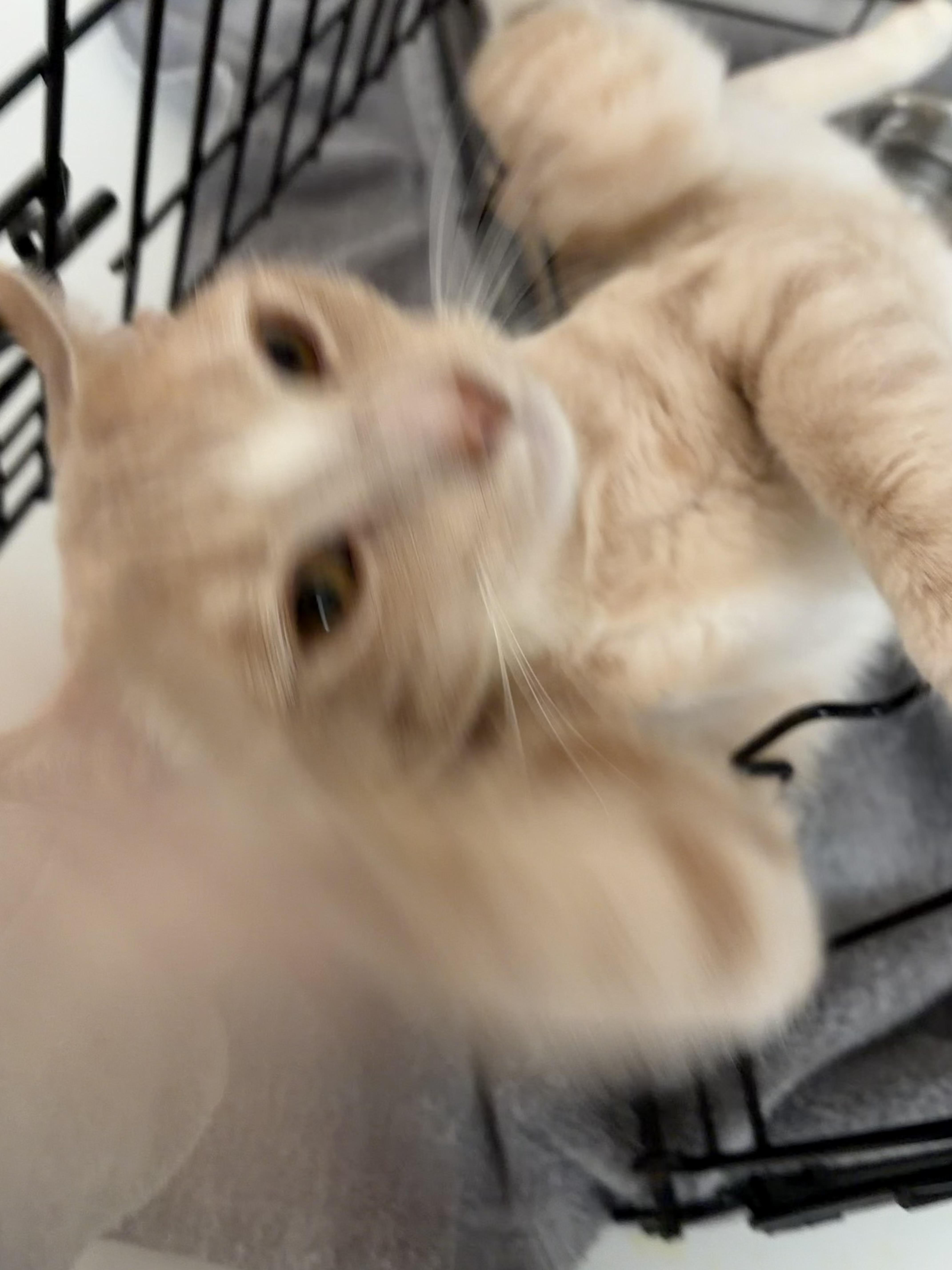 Tomato thumbnail 2
