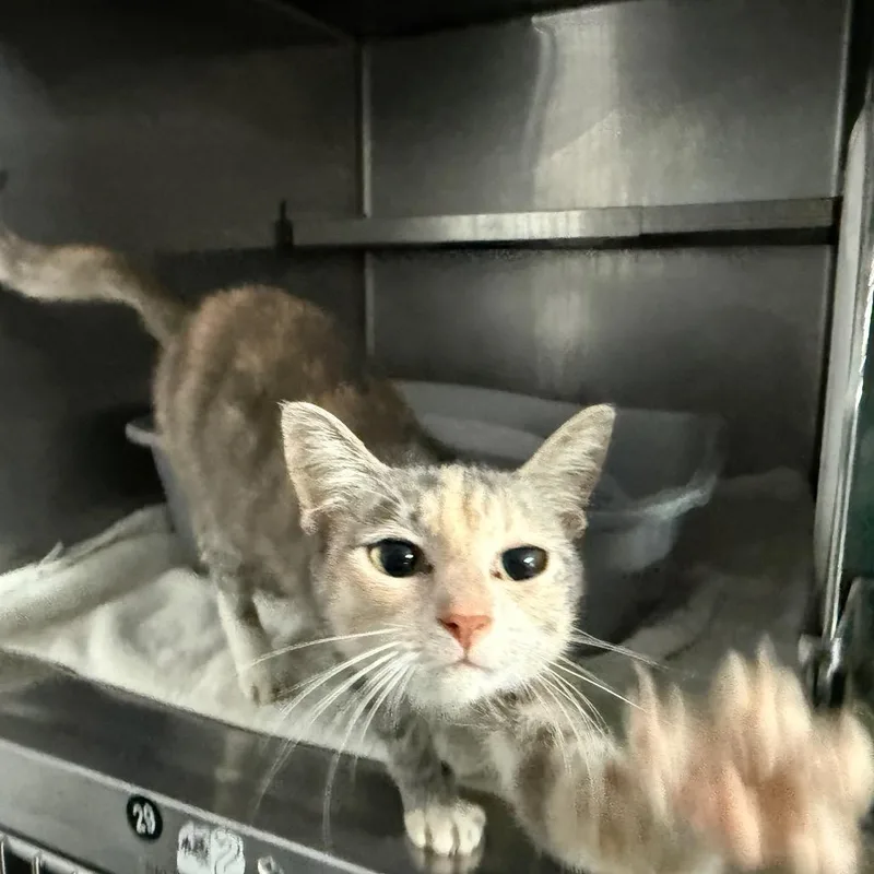An adult small-sized female Orange / Red Domestic Short Hair cat named Dancer for adoption in Lakeland, FL
