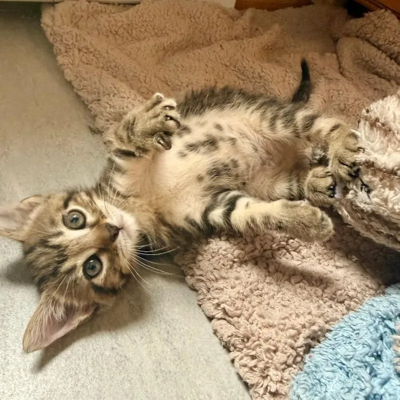 A baby small-sized female Black Domestic Short Hair cat named Tanzy Regan for adoption in Morrison, CO
