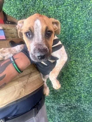 A baby small-sized female White / Cream Pit Bull Terrier dog named 60794480 for adoption in El Paso, TX