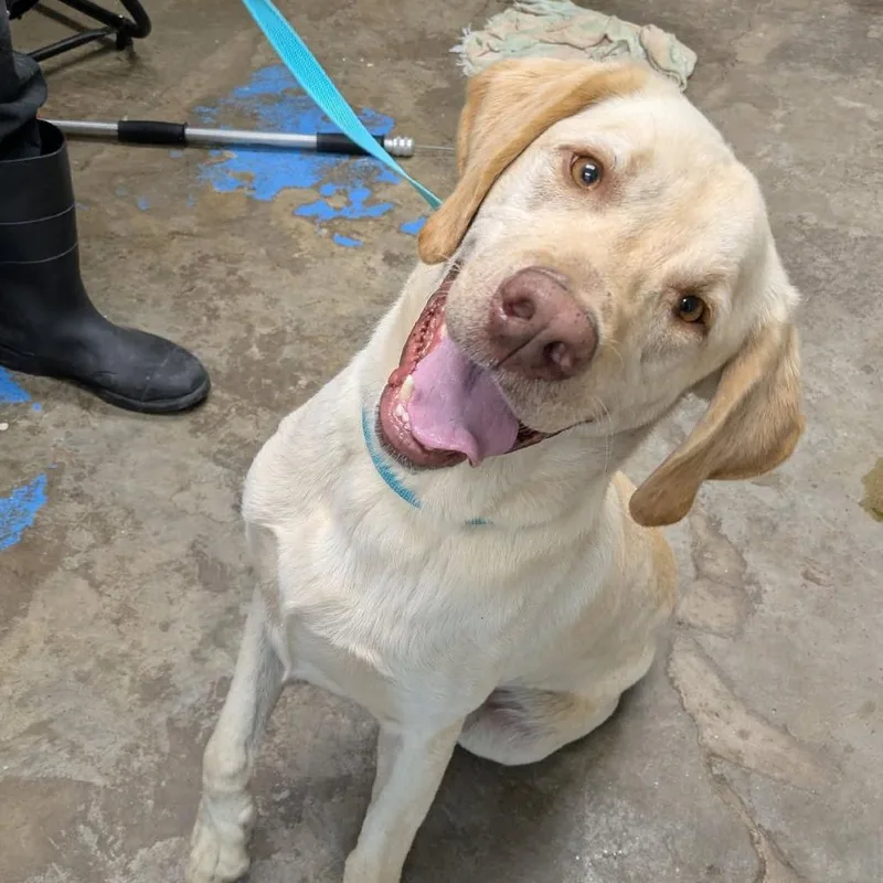 An adult large-sized male Yellow / Tan / Blond / Fawn Labrador Retriever dog named Creed for adoption in Cleveland, MS
