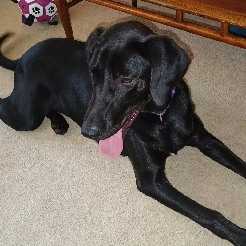 A baby large-sized female Labrador Retriever dog named River for adoption in Columbia, IL