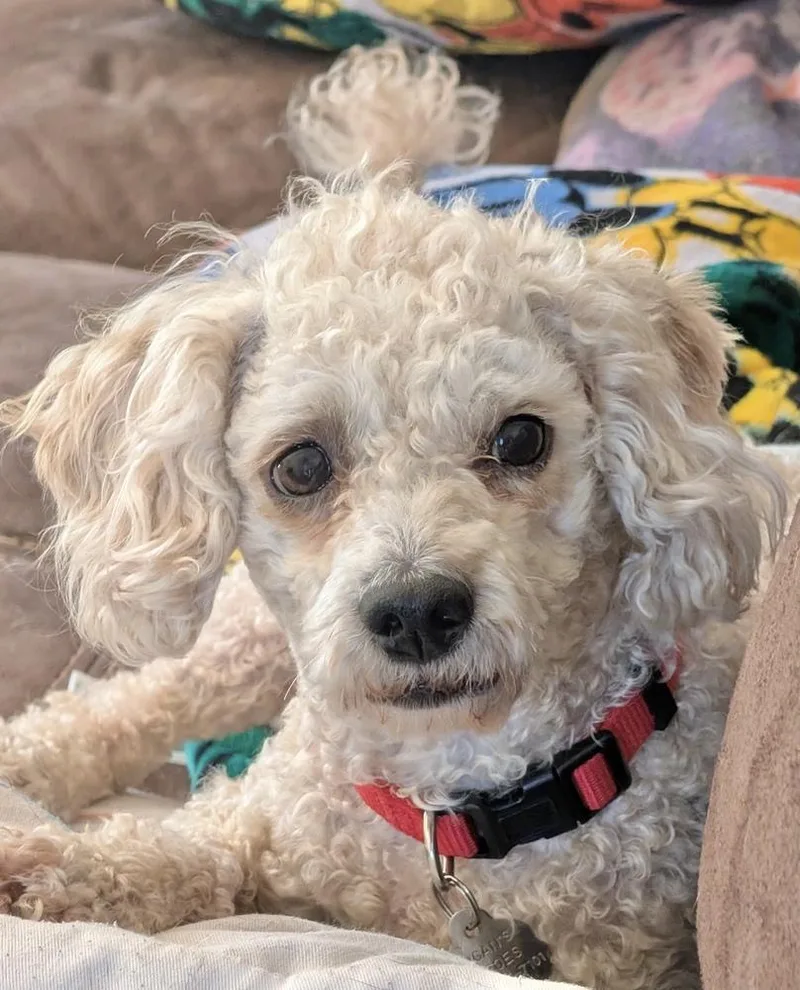 An adult small-sized male Poodle dog named Henry for adoption in East Greenville, PA