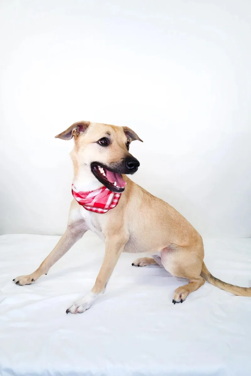 An adult medium-sized female Yellow / Tan / Blond / Fawn Australian Shepherd dog named Annie Twist for adoption in Bixby, OK