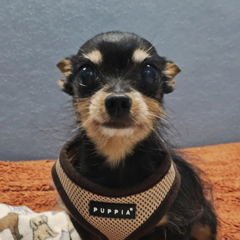 Jack
