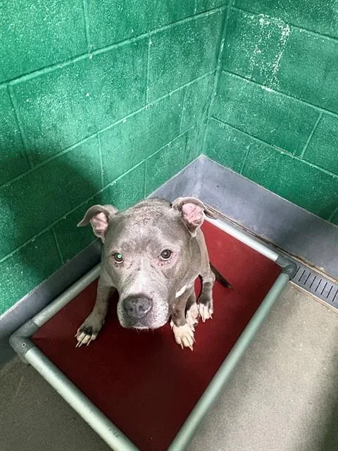 An adult medium-sized male Pit Bull Terrier dog named Smokey for adoption in Upper Marlboro, MD