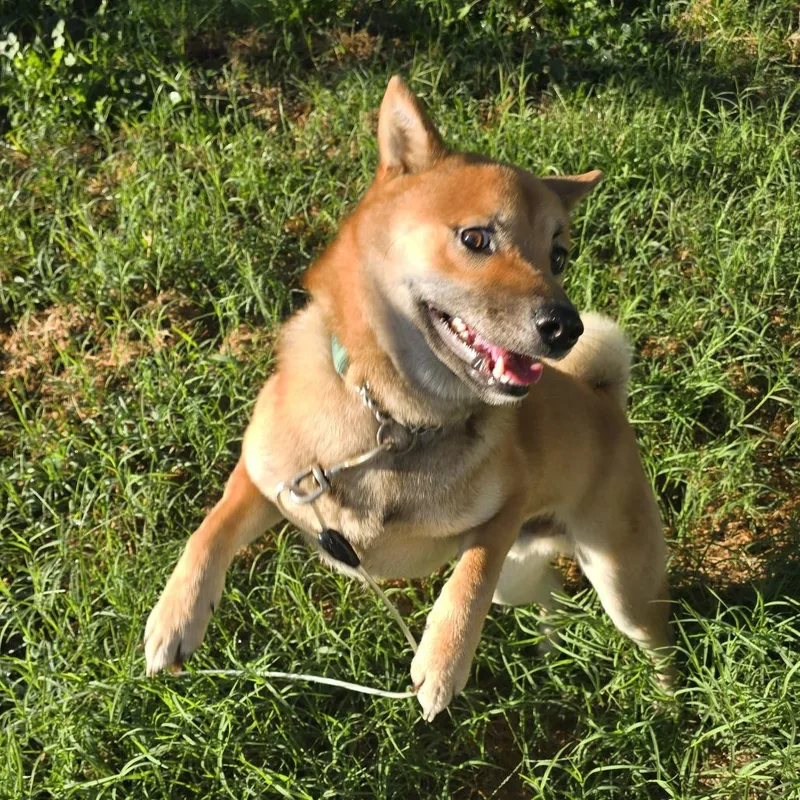 Morris thumbnail 3