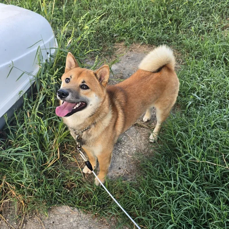 Morris thumbnail 5