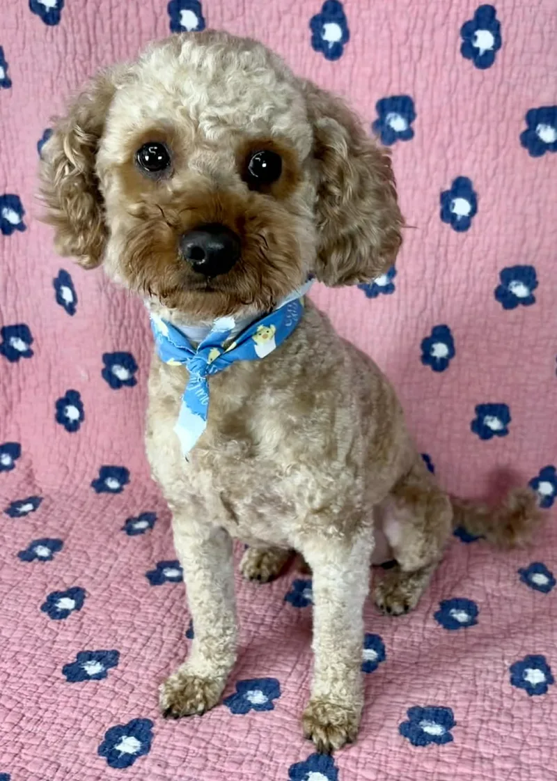 Cavorting thumbnail 3