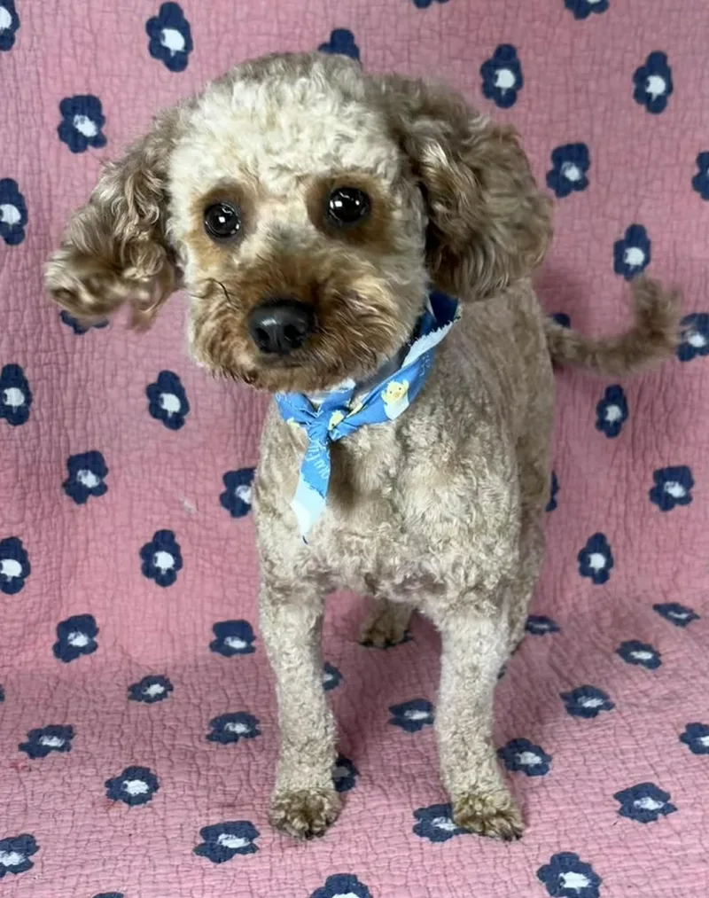 Cavorting thumbnail 4