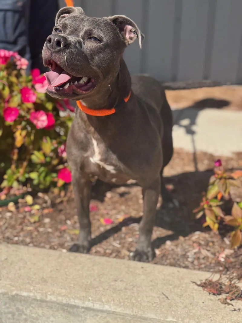 A young medium-sized male Gray / Blue / Silver Pit Bull Terrier dog named Puck for adoption in Benton Harbor, MI