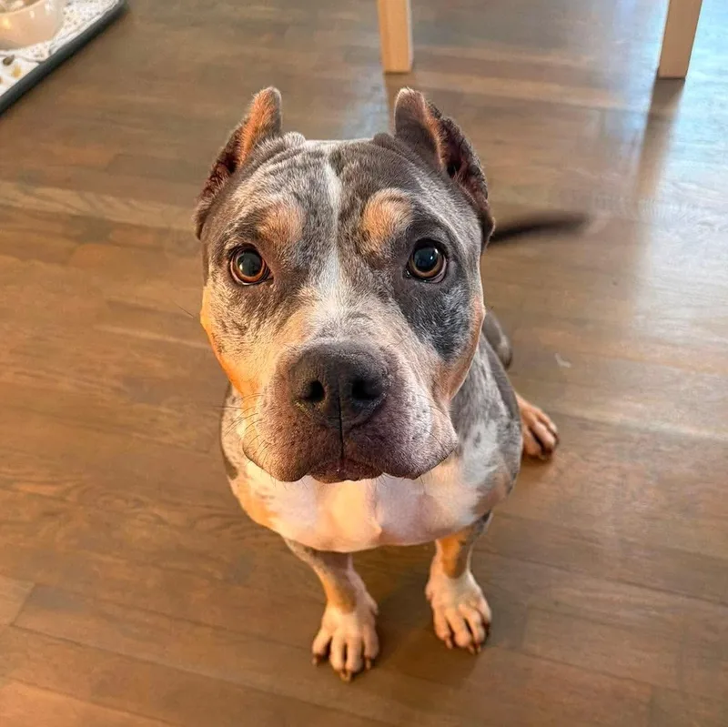 An adult medium-sized female Merle (Blue) Pit Bull Terrier dog named Sage for adoption in Raytown, MO